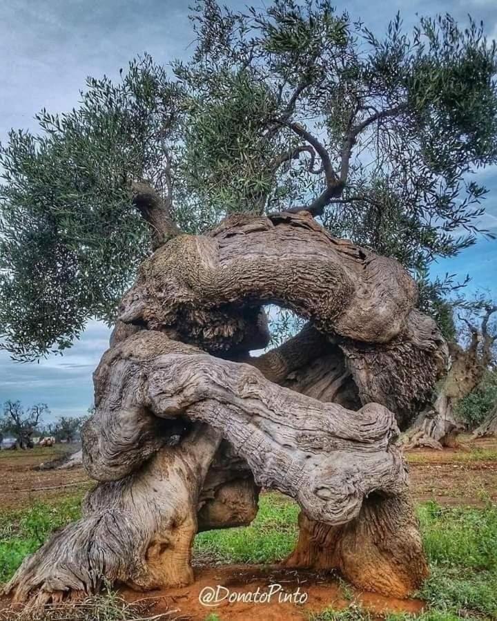 Casa Vin Daire Massafra Dış mekan fotoğraf